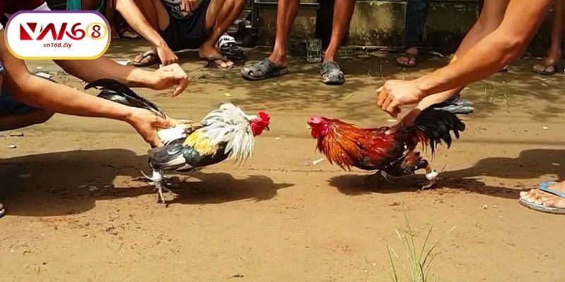 Huong-Dan-Xem-Đa-Ga-Truc-Tiep-Tren-VN168