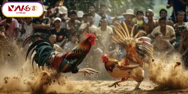 Suc-hut-kho-cuong-cua-da-ga-truc-tiep