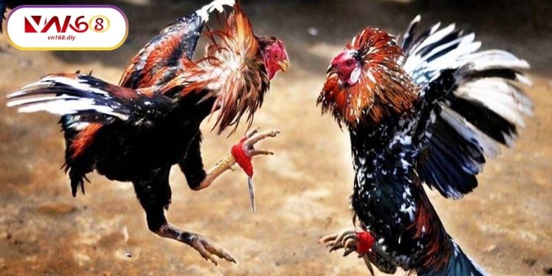 Gioi-Thieu-Ve-Đa-Ga-Campuchia