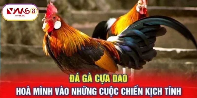 Ly-Do-Đa-Ga-Cua-Dao-Tai-VN168-Đuoc-Ưa-Chuong