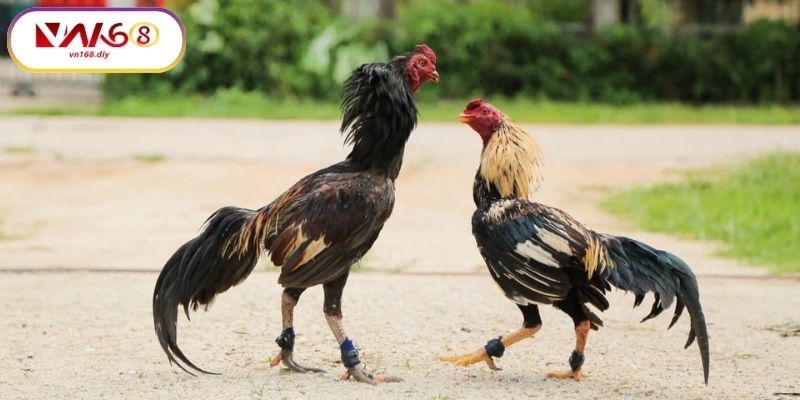 Meo-Giup-Ban-Thang-Lon-Khi-Cuoc-Đa-Ga-VN168