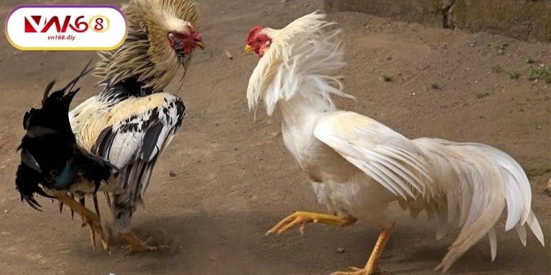 Net-rieng-khien-da-ga-Thomo-nguoi-xem-bi-cuon