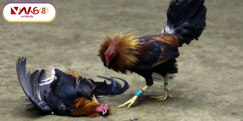 VN168-Đau-truong-ket-noi-dam-me-ga-chien