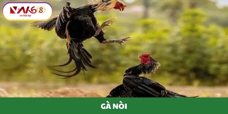 Loi-ich-Khi-Trai-Nghiem-Đa-Ga-Noi-Tai-VN168