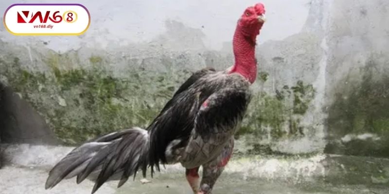 Su-phat-trien-cua-da-ga-noi-trong-thoi-dai-moi