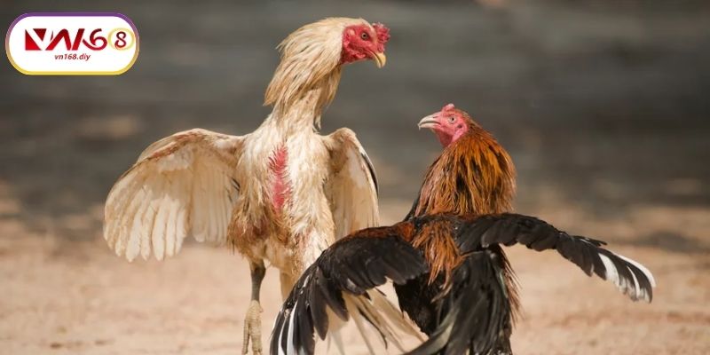 Noi-Trai-Nghiem-Đa-Ga-88-Truc-Tuyen-Chuan-Quoc-Te